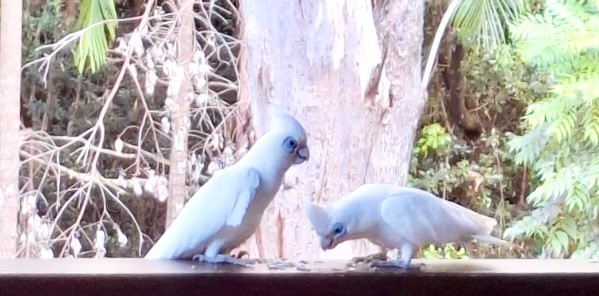 Two corellas depicting a caring counselling session