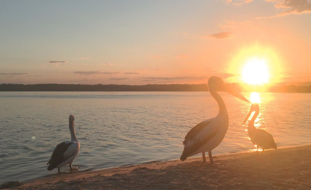 pelicans depicting psychology counselling dynamic
